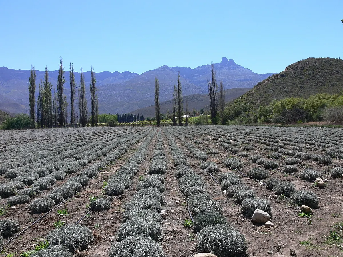 Ladismith
