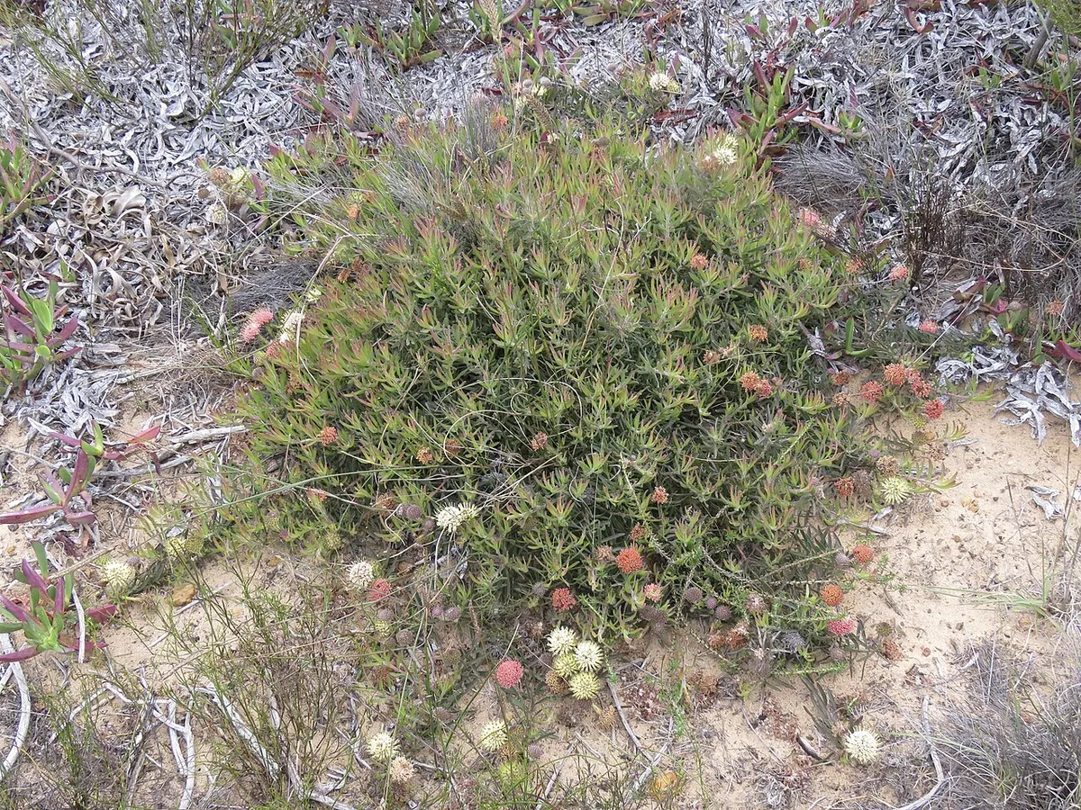 Agulhas National Park