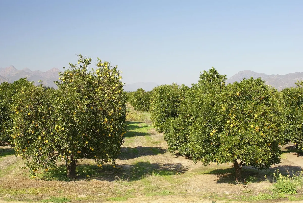 Citrusdal