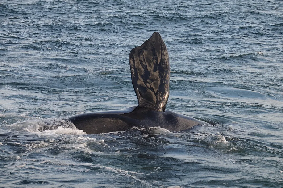 Whale Coast Lodge