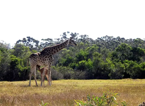 Kragga Kamma Game Park Lodges & Chalets