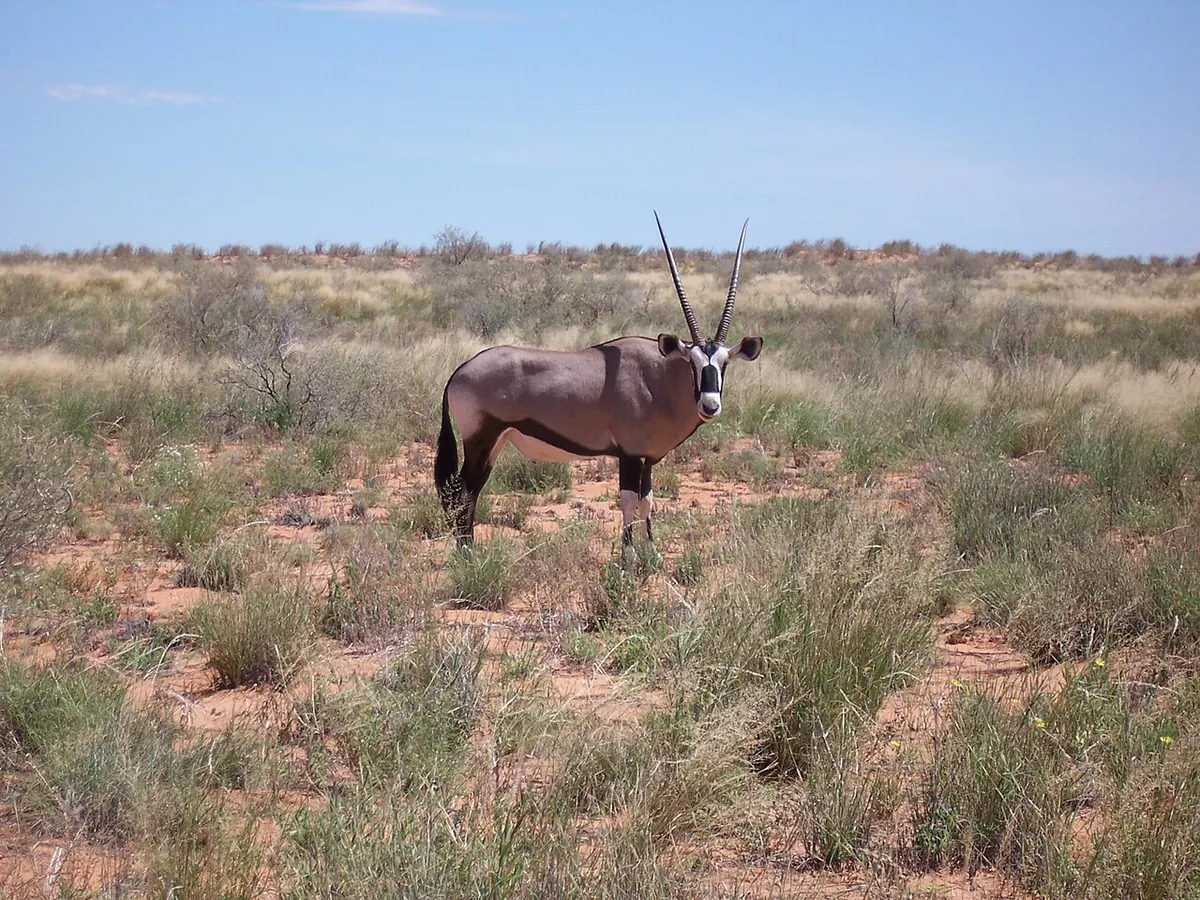 Kalahari Gemsbok National Park