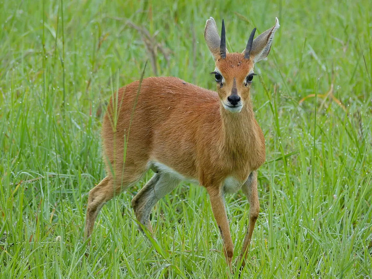 Manyeleti Game Reserve