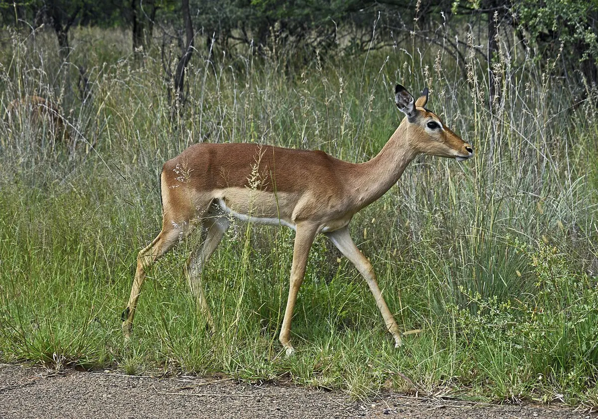 Manyane Resort