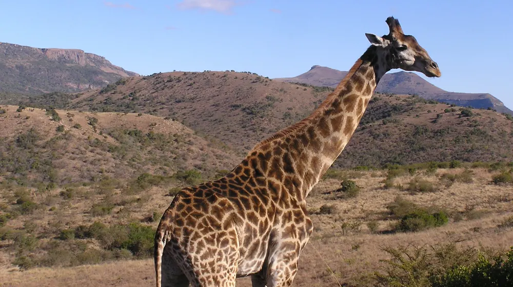 Ithala Game Reserve