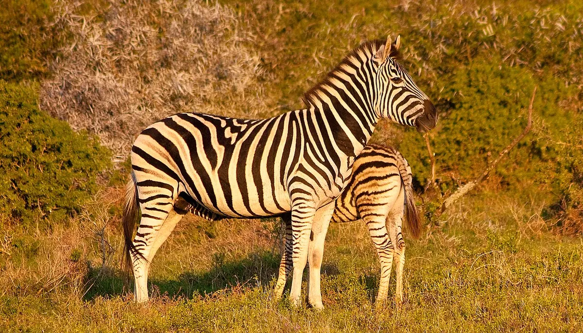 Amakhala Game Reserve