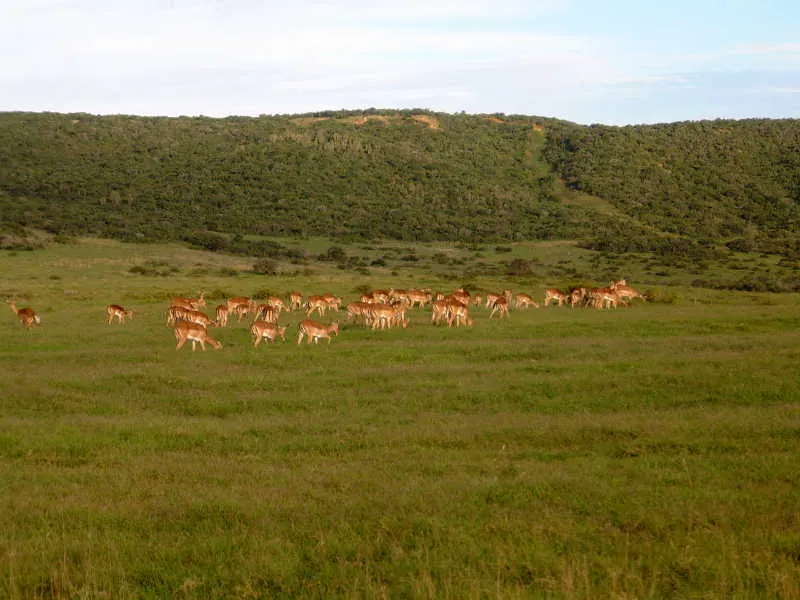 Shamwari Private Game Reserve