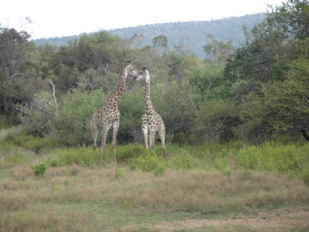 Mabalingwe Nature Reserve
