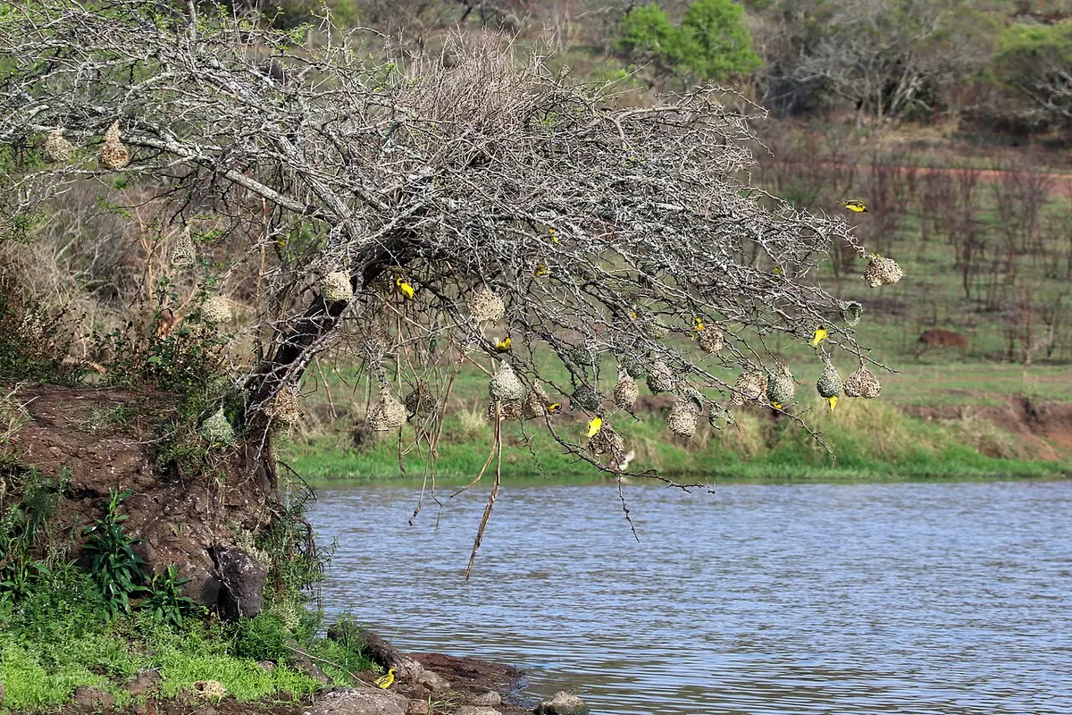 Vlei Lodge - Phinda