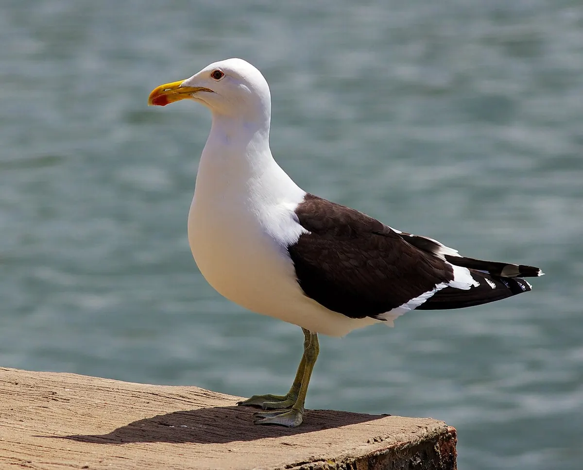 Kenton-on-Sea