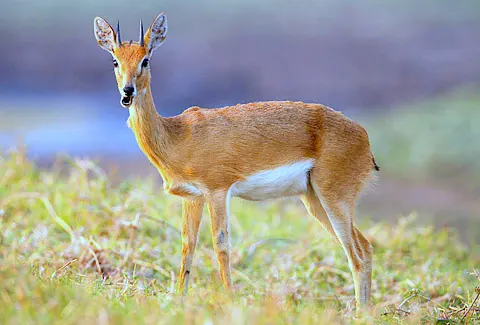 Kariega Game Reserve