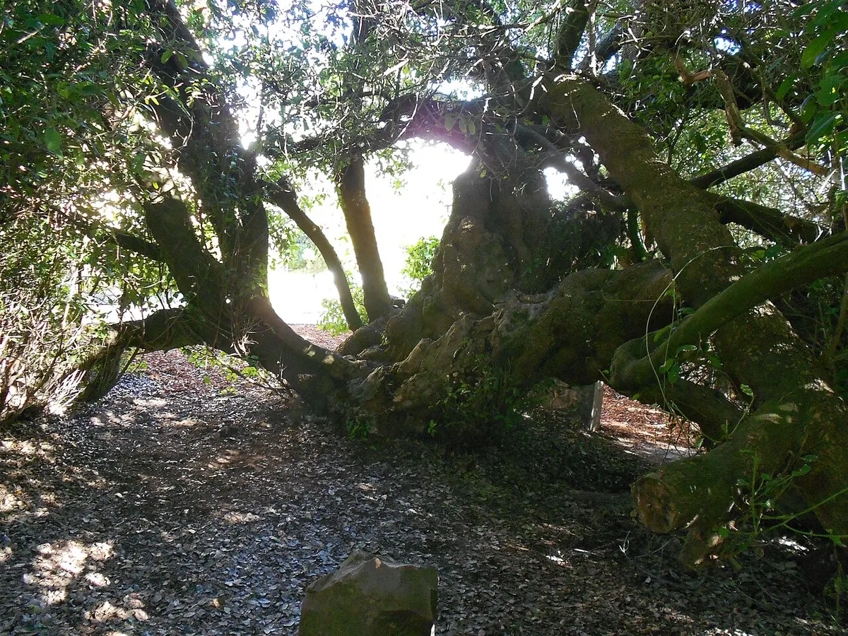 Post Office Tree