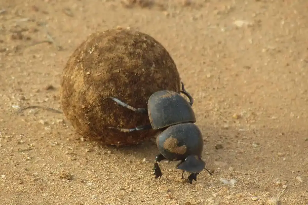 Addo Dung Beetle Guest Farm